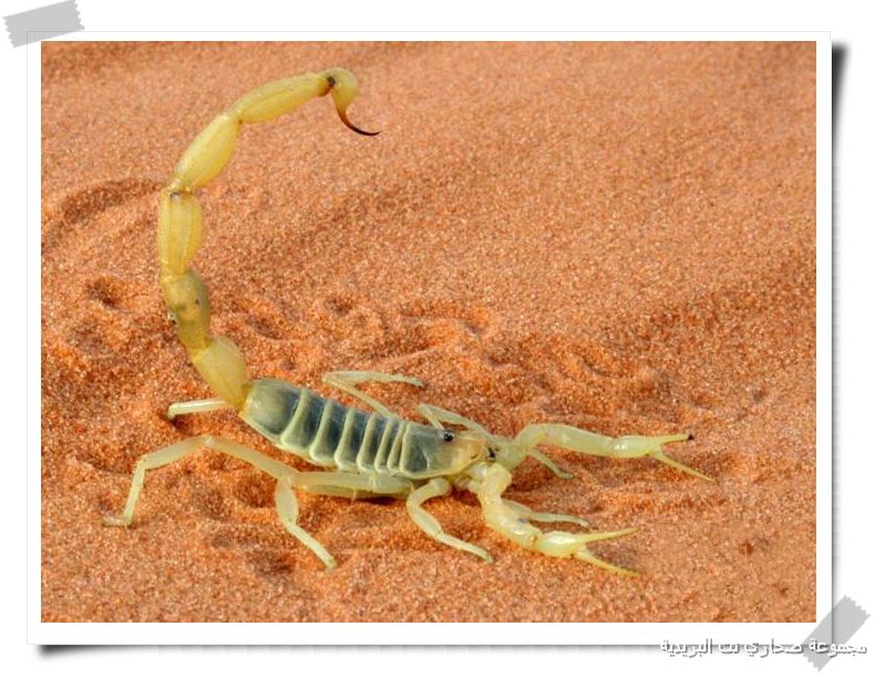 ������ ����� �� ��������