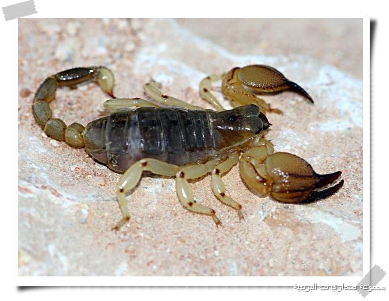 ������ ����� �� ��������