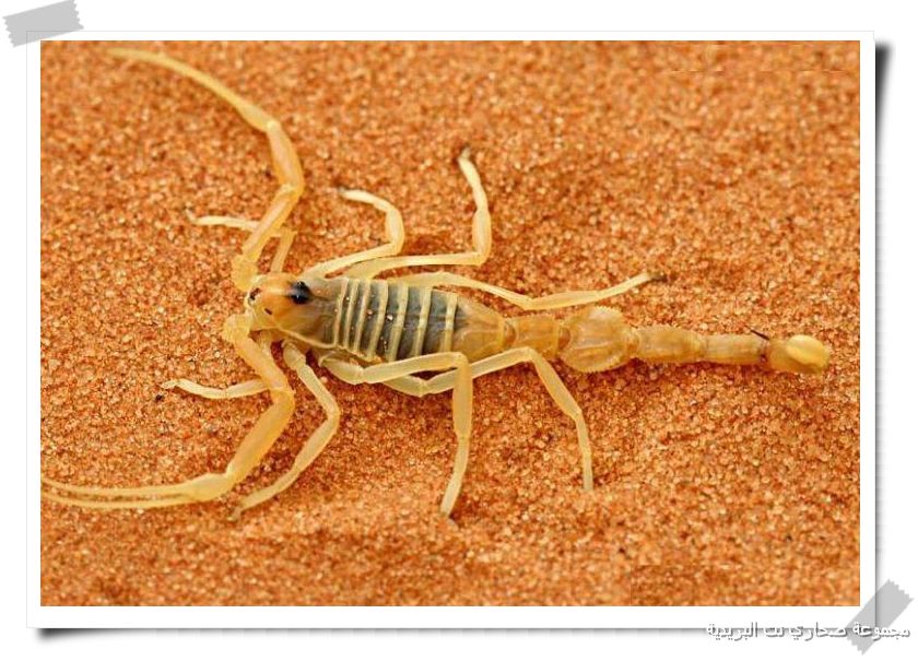 ������ ����� �� ��������