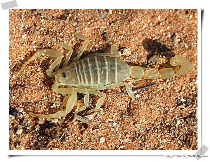 ������ ����� �� ��������