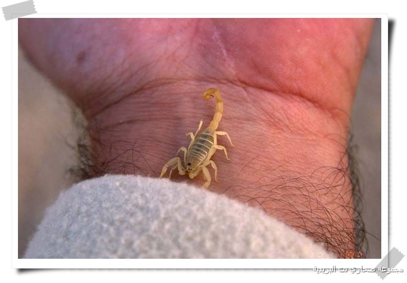 ������ ����� �� ��������